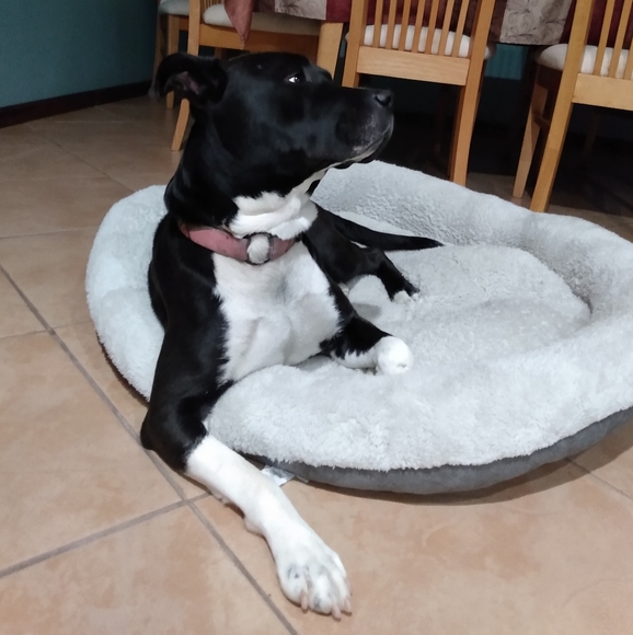 Meet Sweet Pea! - Picture 1 of 4